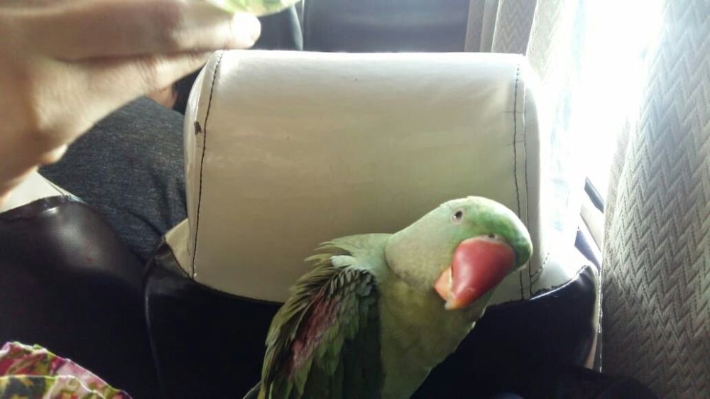 LOVEBIRD IN DREAM